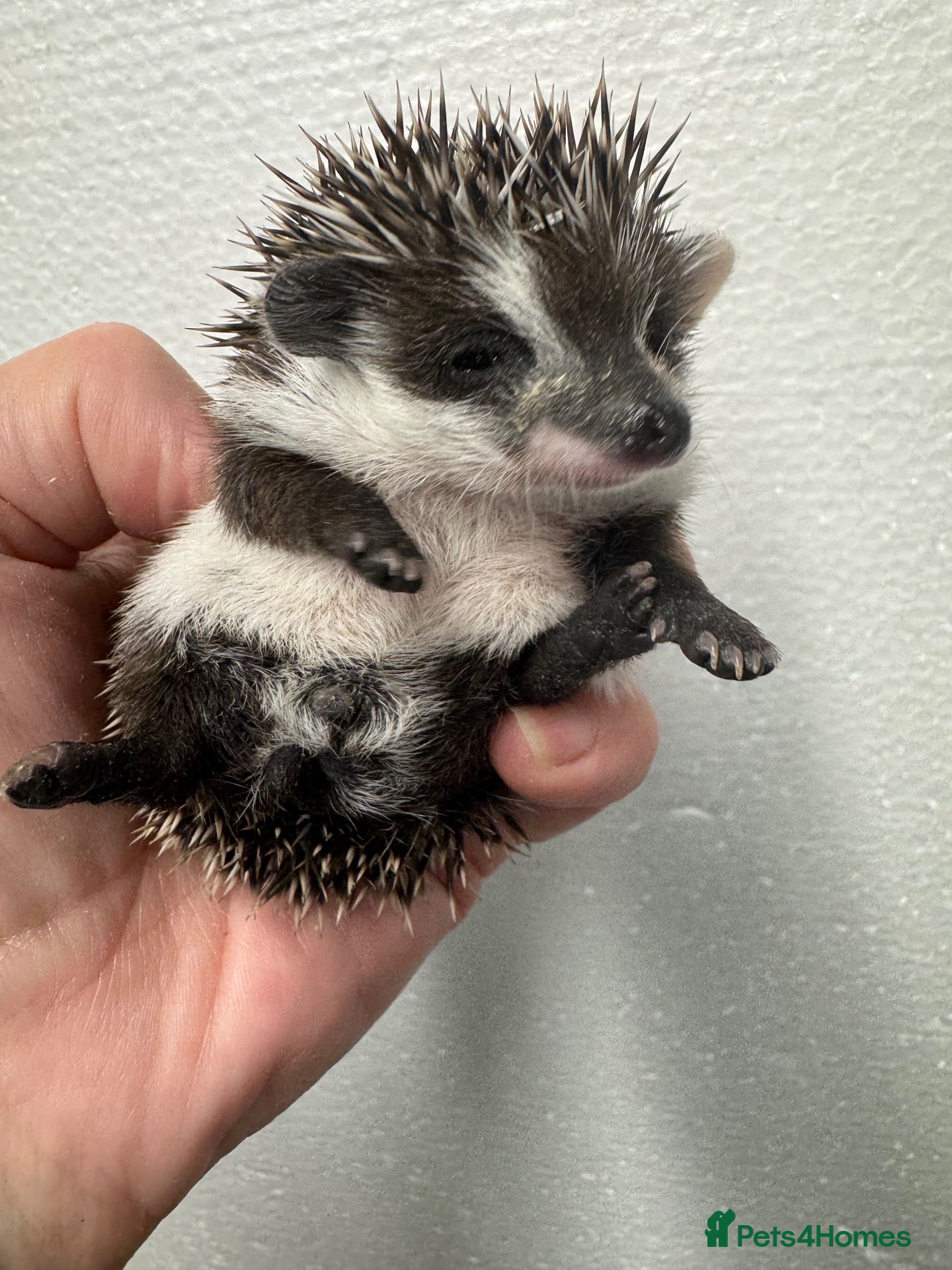 Pygmy Hedgehog rodents Baby hoglets mixed colours/ mask types -READY  - Advert 2