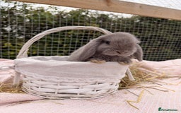 Mini Lop rabbits for sale: Pure mini lops, otters, grey, blue - Advert 7