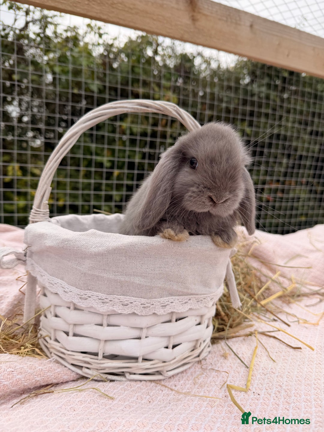 Mini Lop rabbits for sale: Pure mini lops, otters, grey, blue - Advert 7