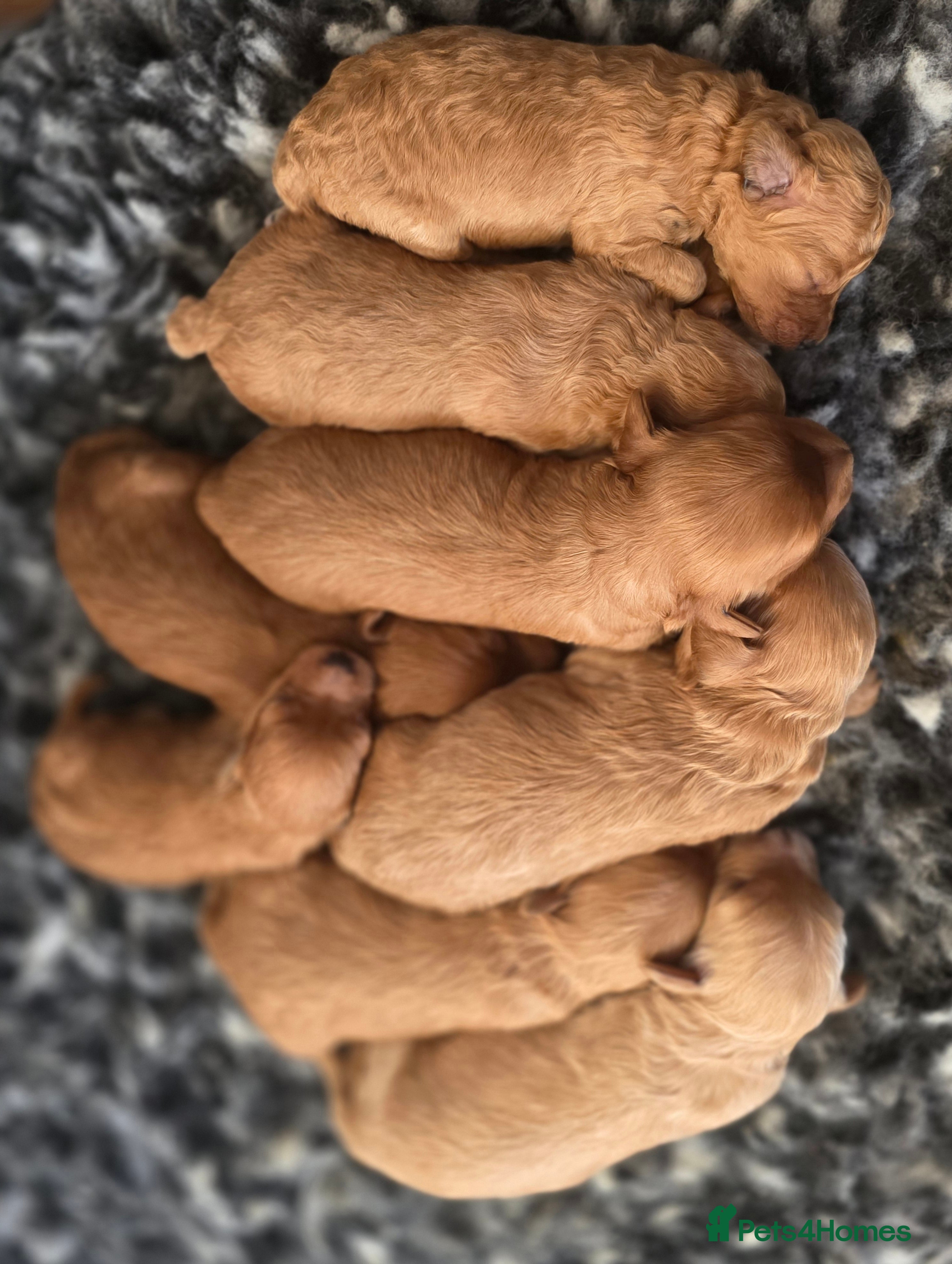 Cavapoo dogs F1B Toy Cavapoo Puppies - Advert 10