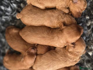 Cavapoo dogs F1B Toy Cavapoo Puppies - Advert 10