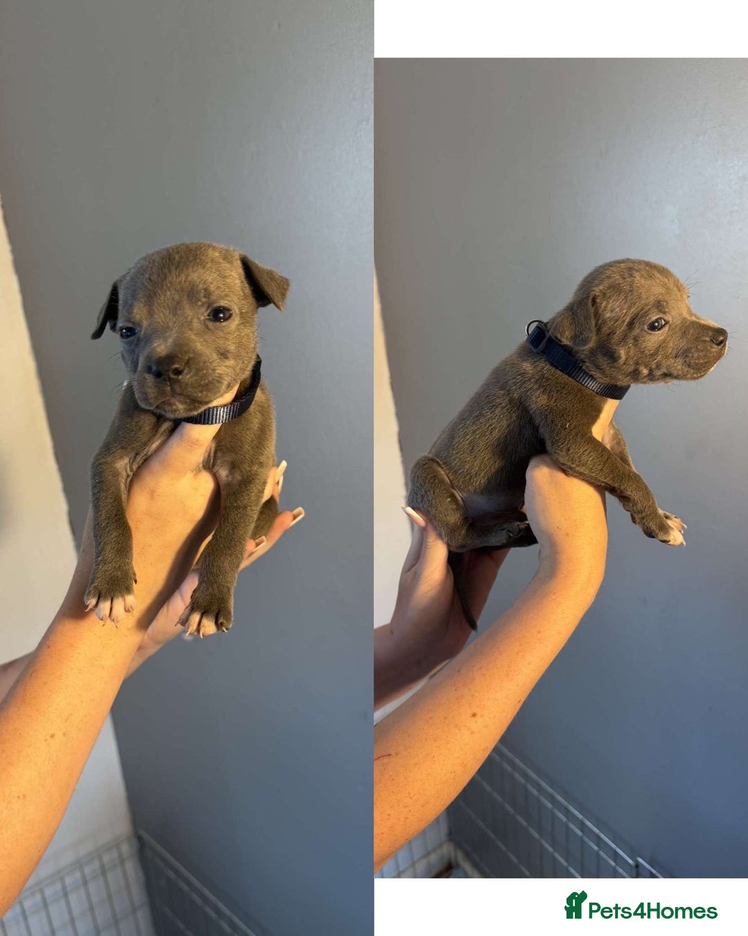 Staffordshire Bull Terrier dogs for sale: 8 blue staff puppies - Image 4