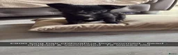 Chihuahua dogs for sale: REDUCED Long haired Chihuahua Puppies  - Advert 1