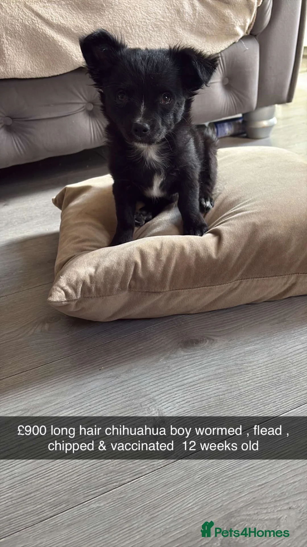 Chihuahua dogs for sale: REDUCED Long haired Chihuahua Puppies  - Advert 1