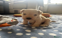 Miniature Schnauzer dogs for sale: RARE GORGEOUS WHITE MINIATURE SCHNAUZER - Image 3