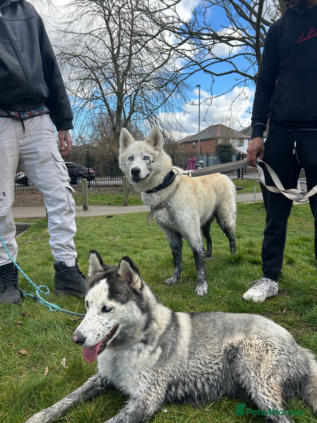Siberian Husky dogs for sale: Siberian husky puppies  - Image 19
