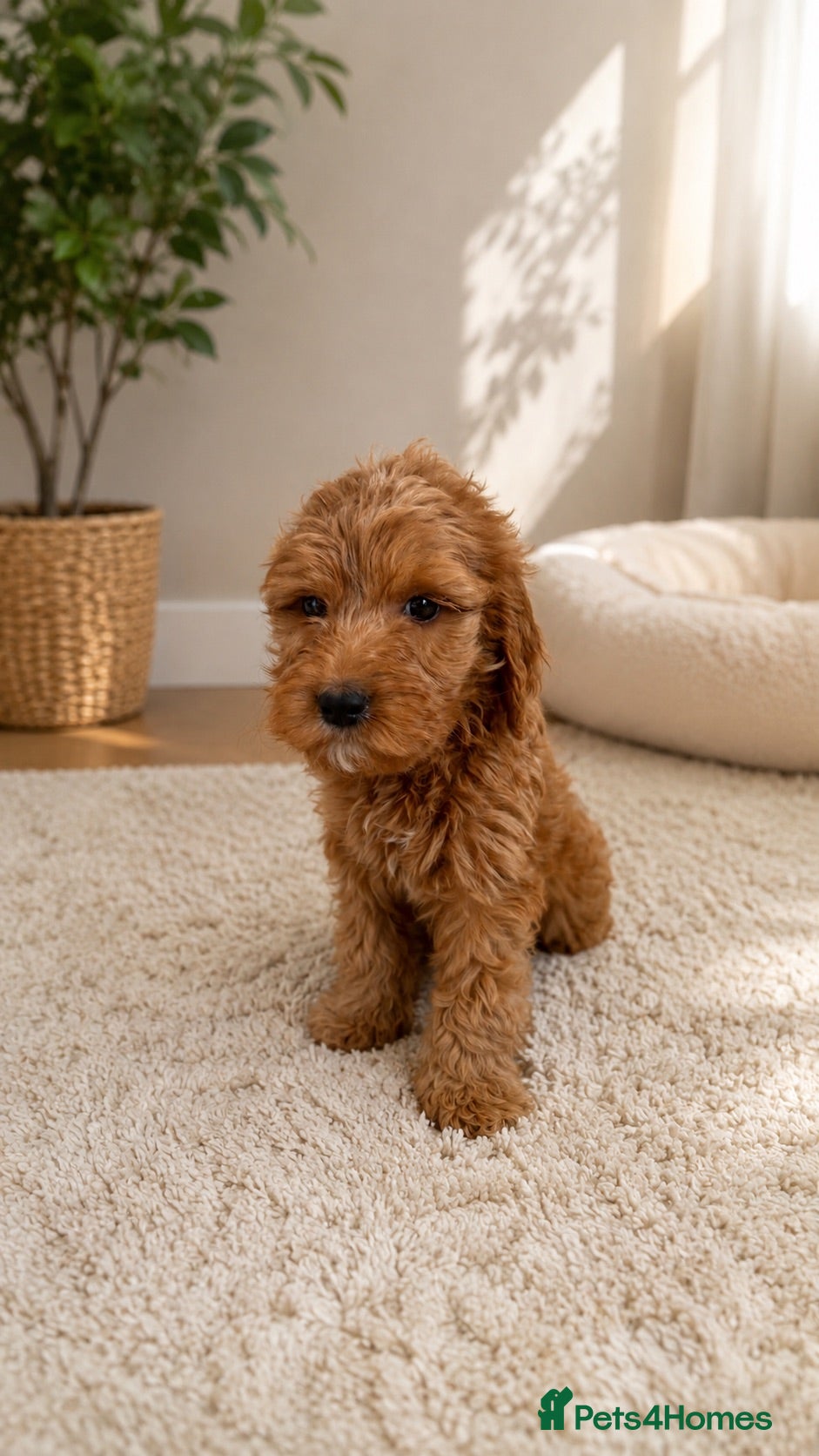 Labradoodle dogs 1 Girl Remaining Aussie/Irish Labradoodles  - Advert 1