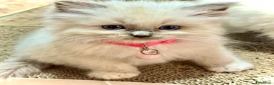 Ragdoll 1