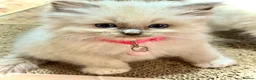 Ragdoll cats for sale: GCCF registered Ragdoll kittens - Advert 21