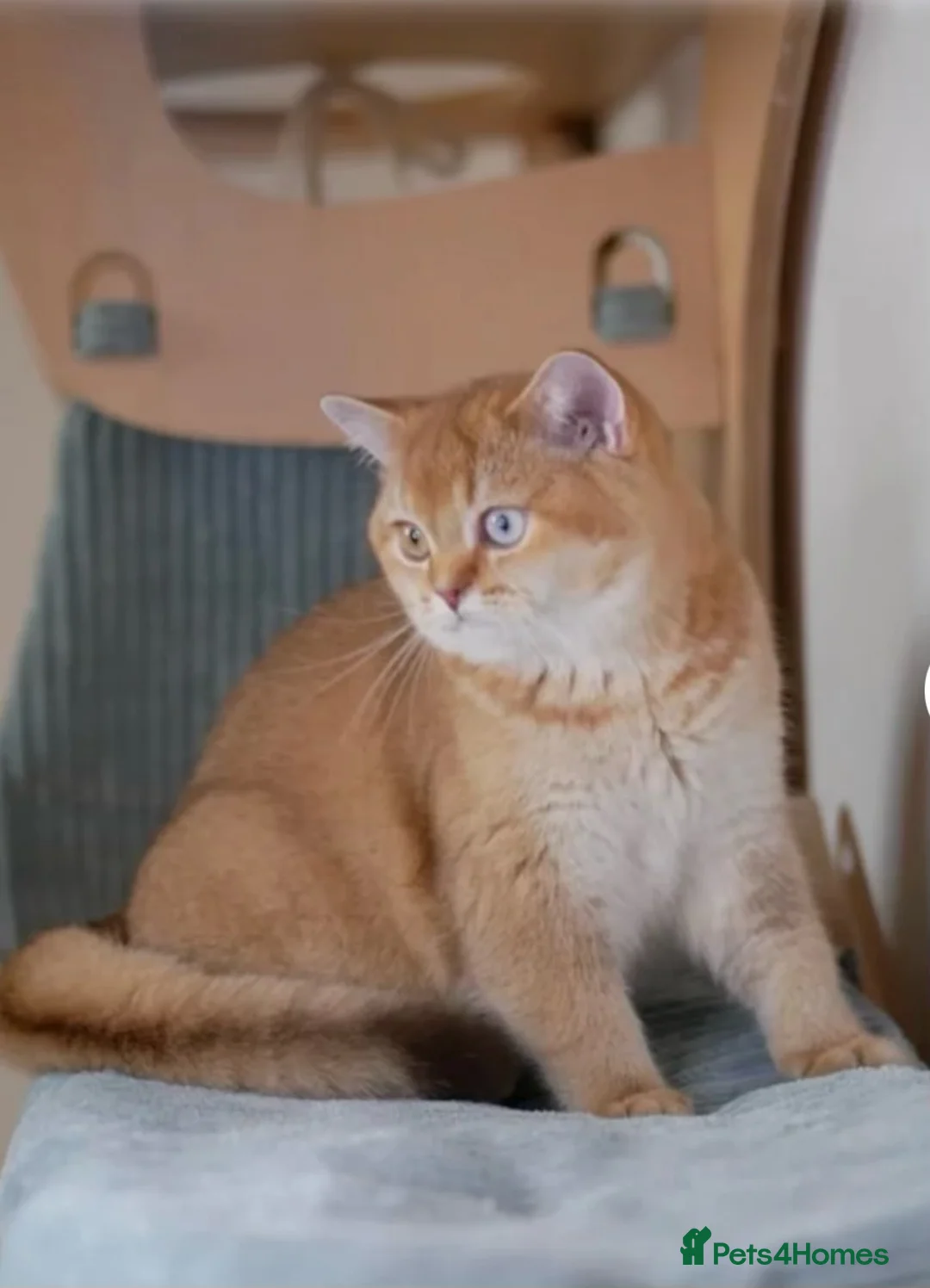 British Shorthair cats for sale: Odd eye proven golden male  - Advert 1
