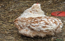 Chickens poultry for sale: Chickens - Advert 4