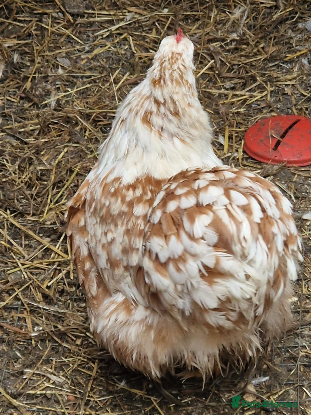 Chickens poultry for sale: Chickens - Advert 4