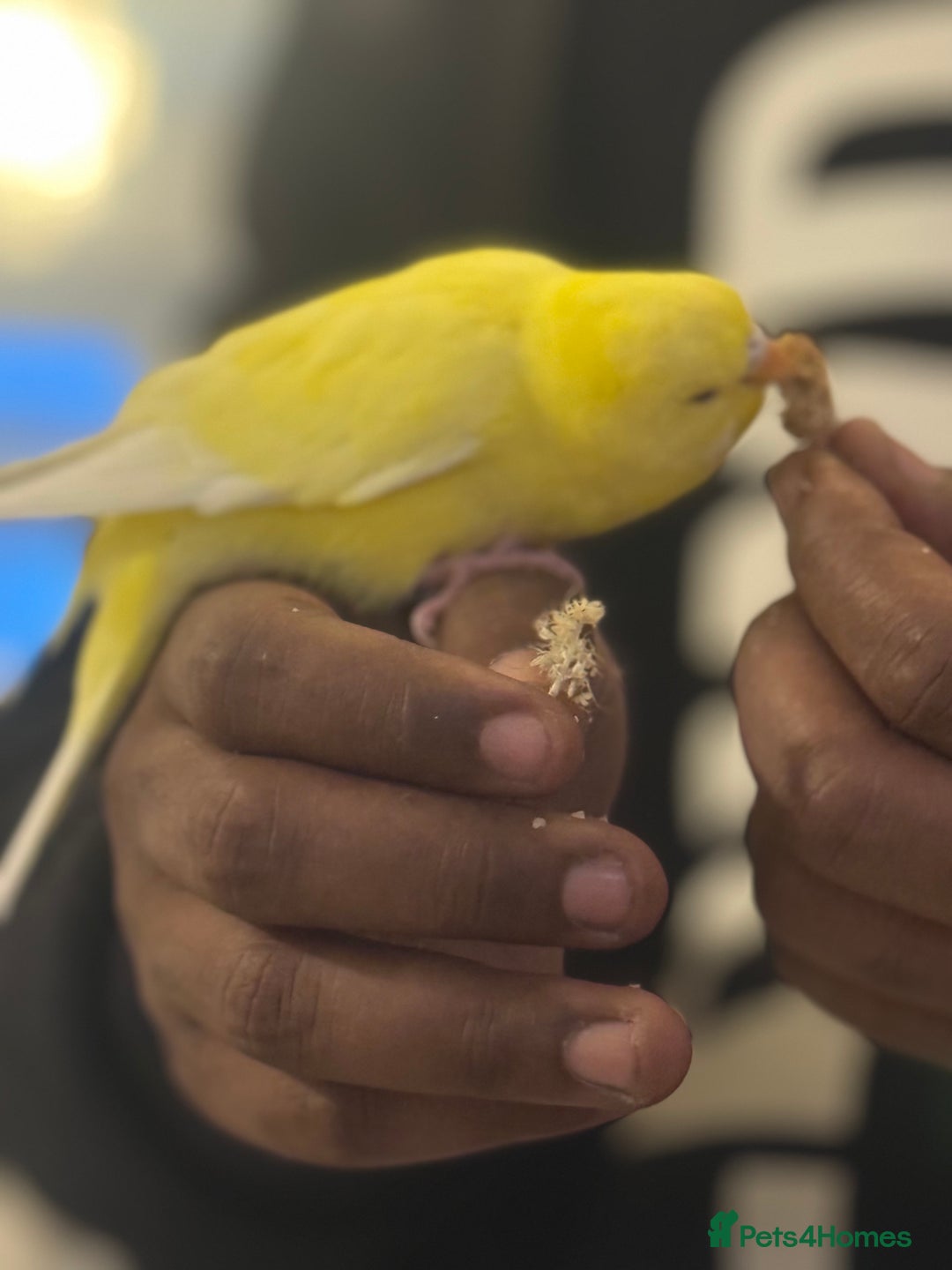 Budgerigars birds for sale: 🌈 Beautiful Budgies Looking for Loving Homes 🌈 - Advert 8