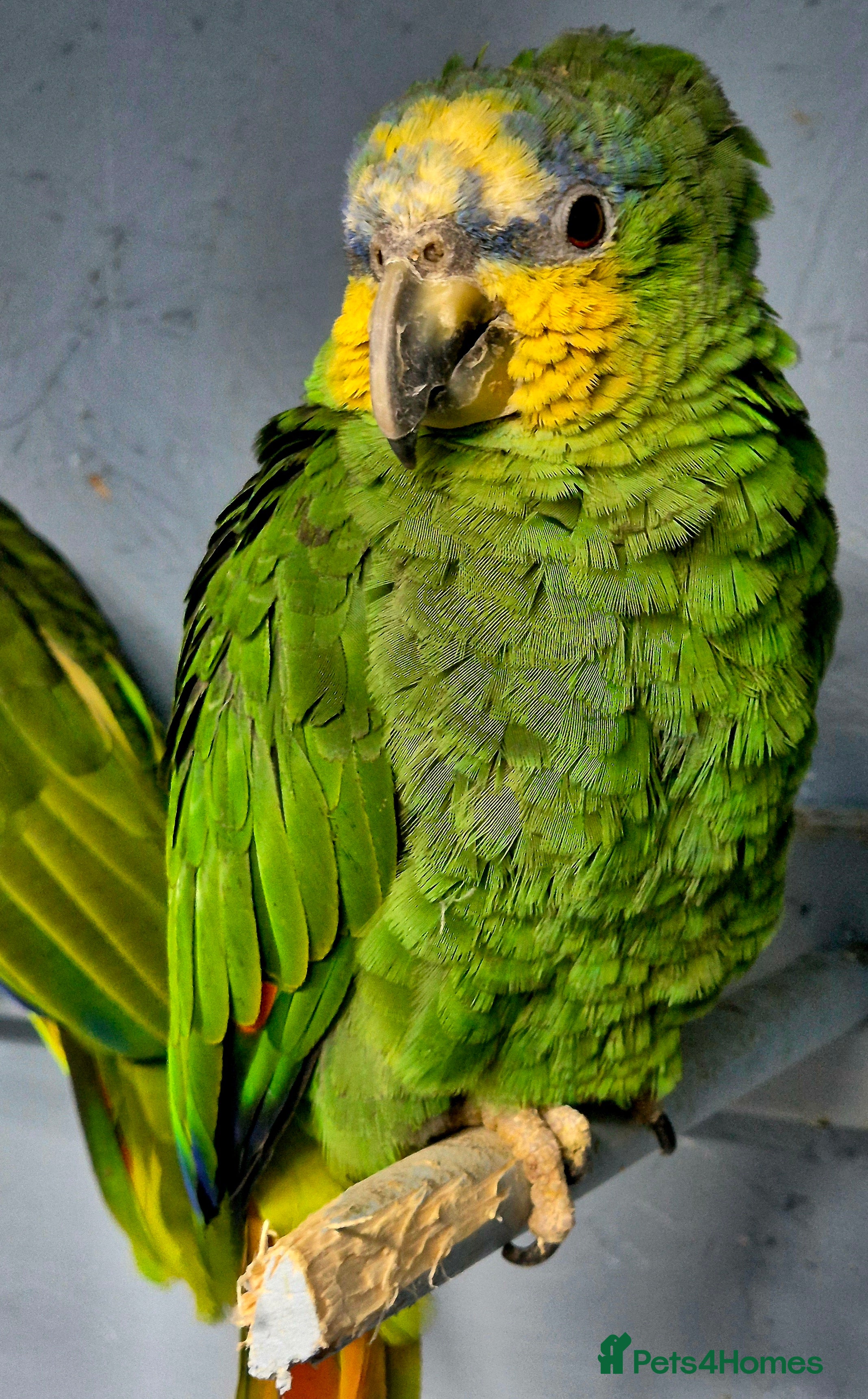 Parrots birds Orange wing amazon parrots pair - Advert 1