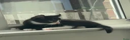 Mixed Breed cats for sale: Black & White Tuxedo Male Kitten  - Advert 6