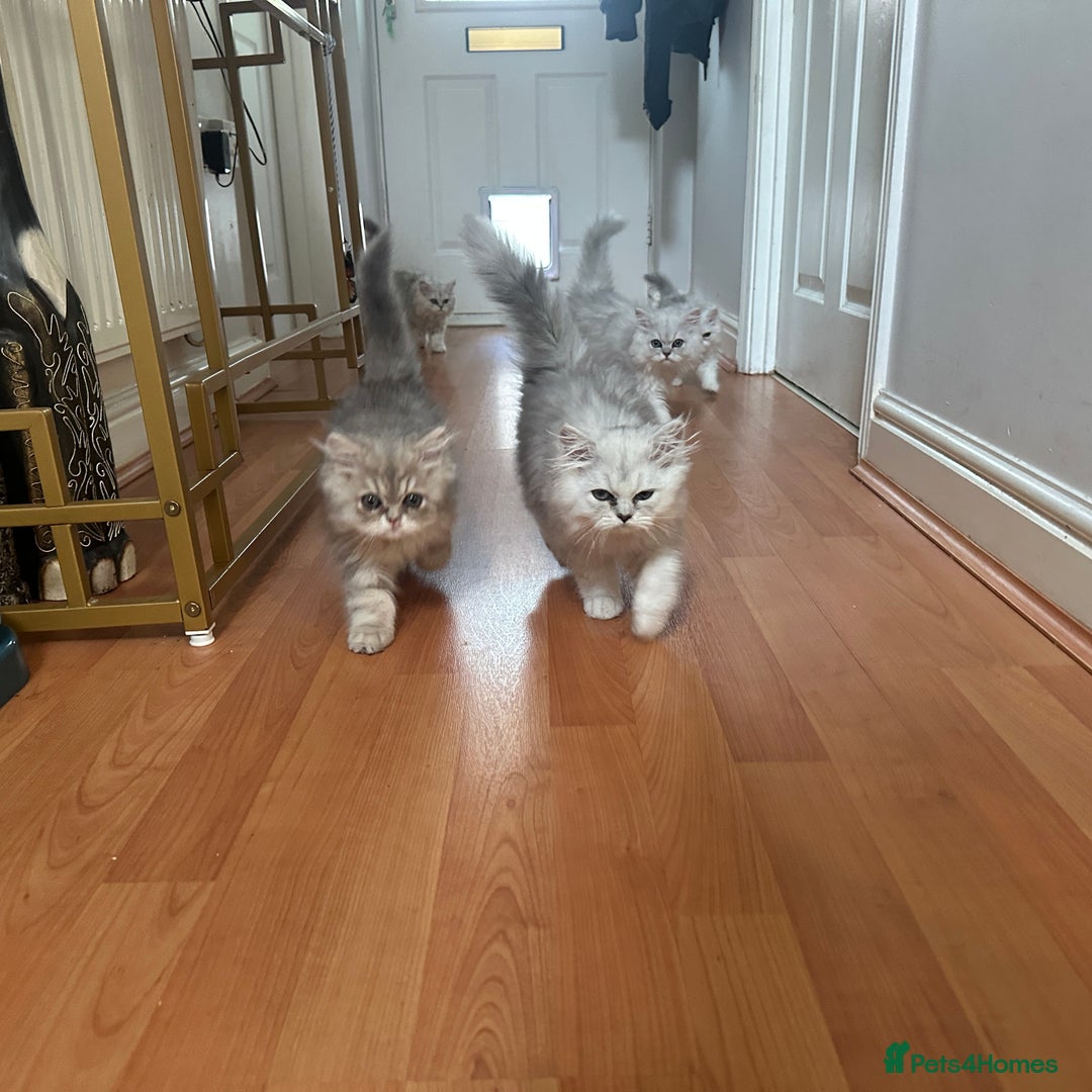 Persian cats for sale: Pure Persian chinchilla kittens  - Image 14