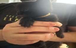 Mixed Breed cats for sale: 9 beautiful kittens  - Image 16