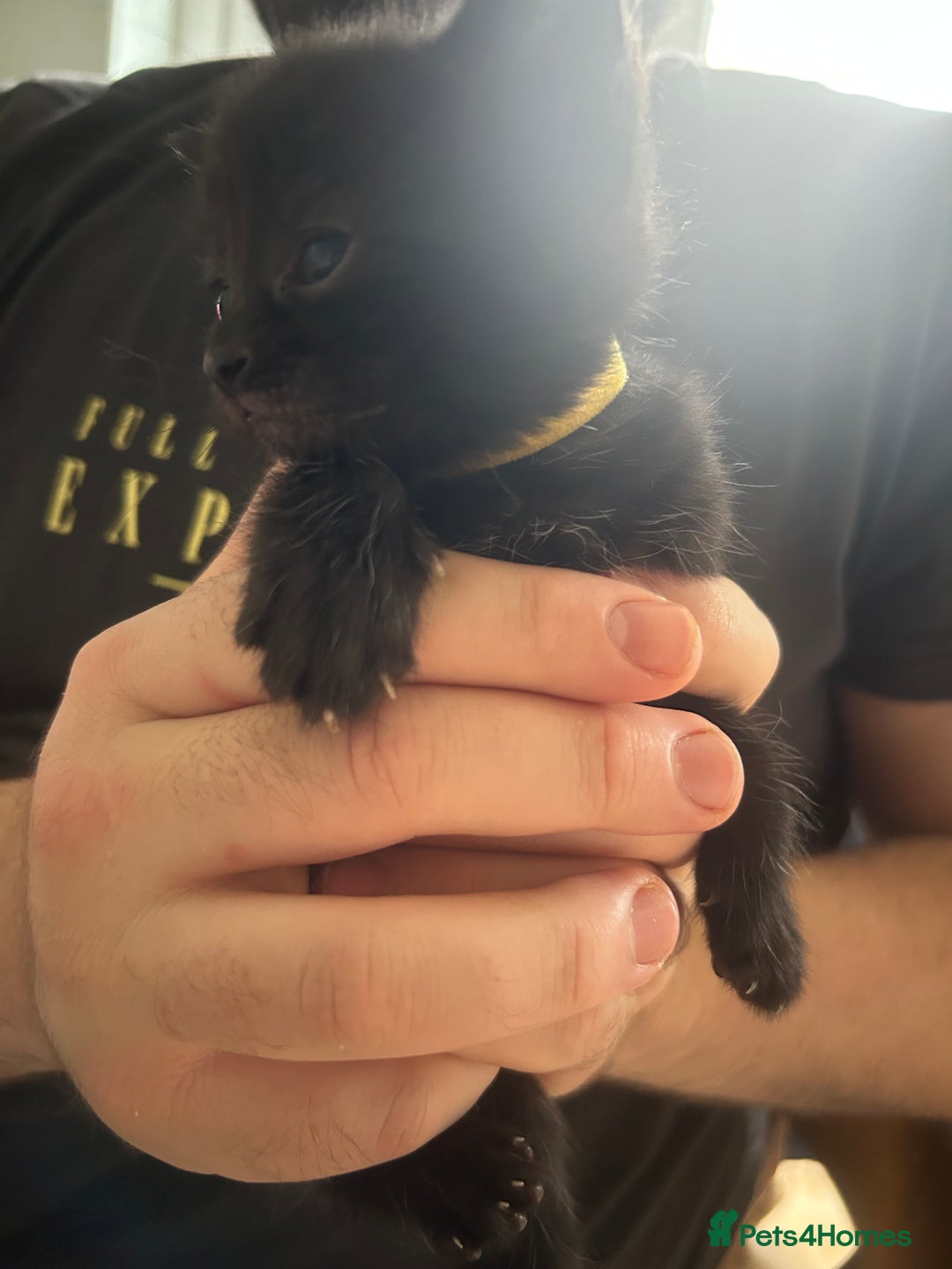 Mixed Breed cats for sale: 9 beautiful kittens  - Image 16