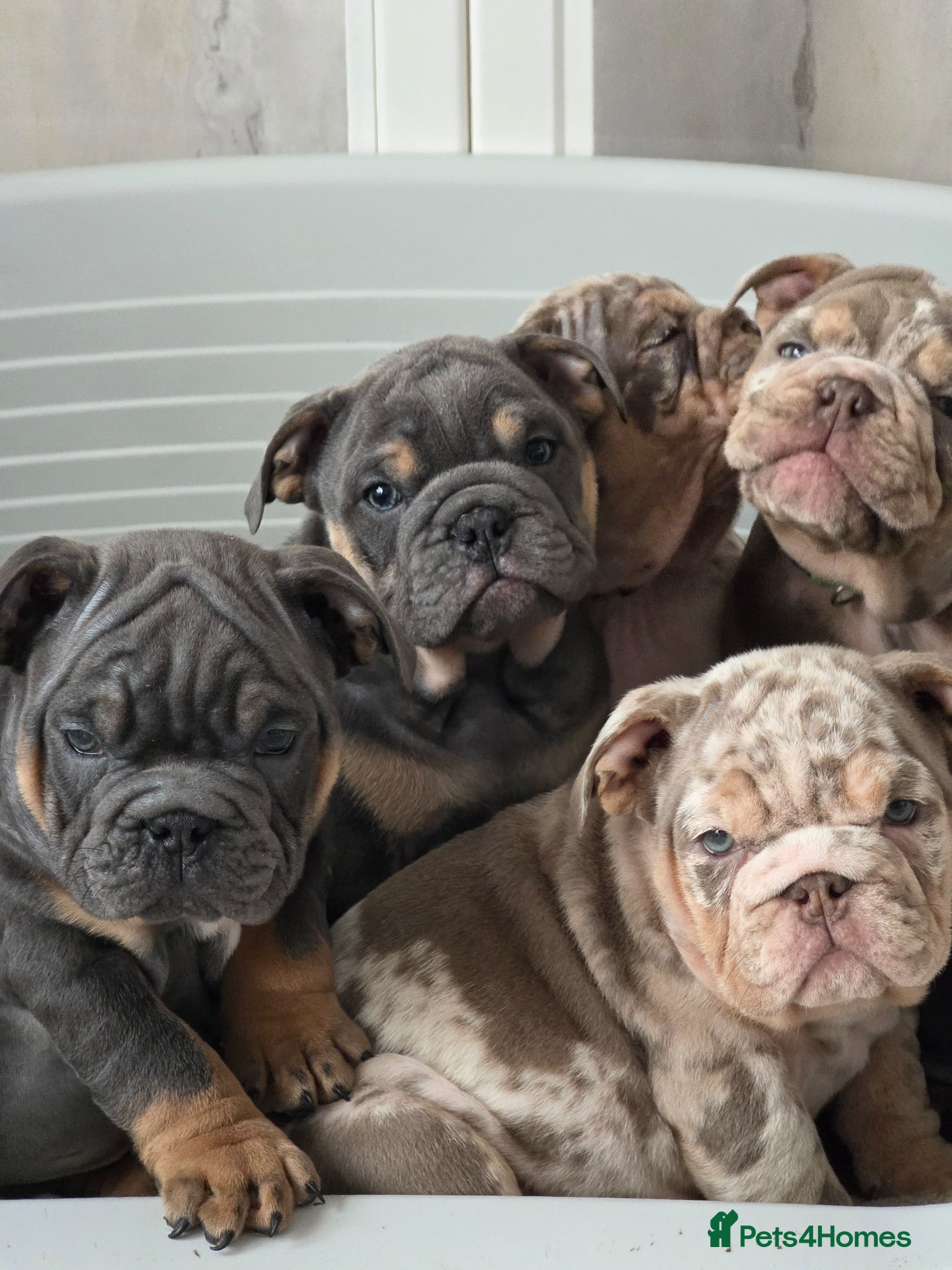 English Bulldog dogs british bulldog pups ready now  - Advert 14