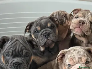 English Bulldog dogs british bulldog pups ready now - Advert 14