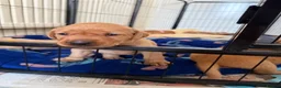 Labrador Retriever dogs for sale: Beautiful fox red Labrador puppies  - Advert 3