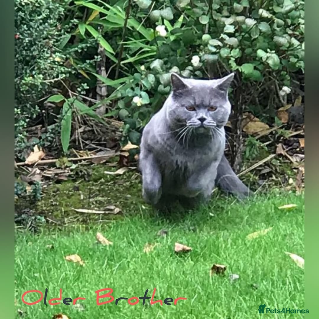 British Shorthair cats for sale: ♥️ Fun Loving British Shorthair Kittens♥️ - Image 26