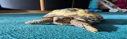 Tortoise reptiles for sale: 2x Tortoise + Viv  - Advert 5