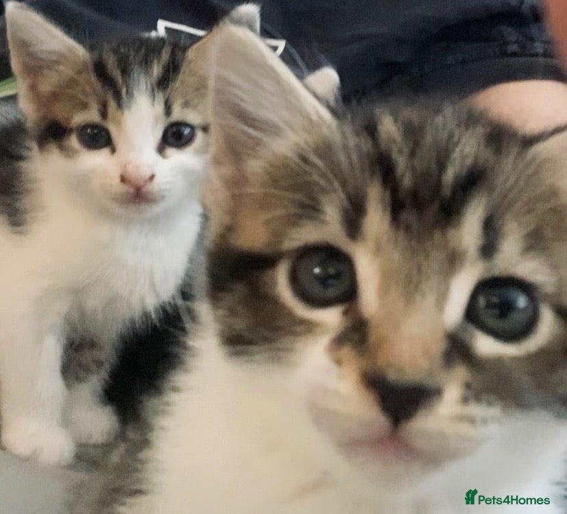 Mixed Breed cats Adorable Maine Coon Mix Kittens 🧡🤎🖤🤍 - Advert 2