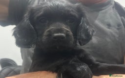 Mixed Breed dogs for sale: Fabulous Sprocker Pups - Image 6
