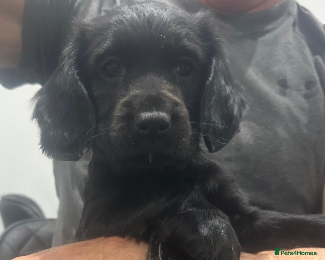 Mixed Breed dogs for sale: Fabulous Sprocker Pups - Image 6