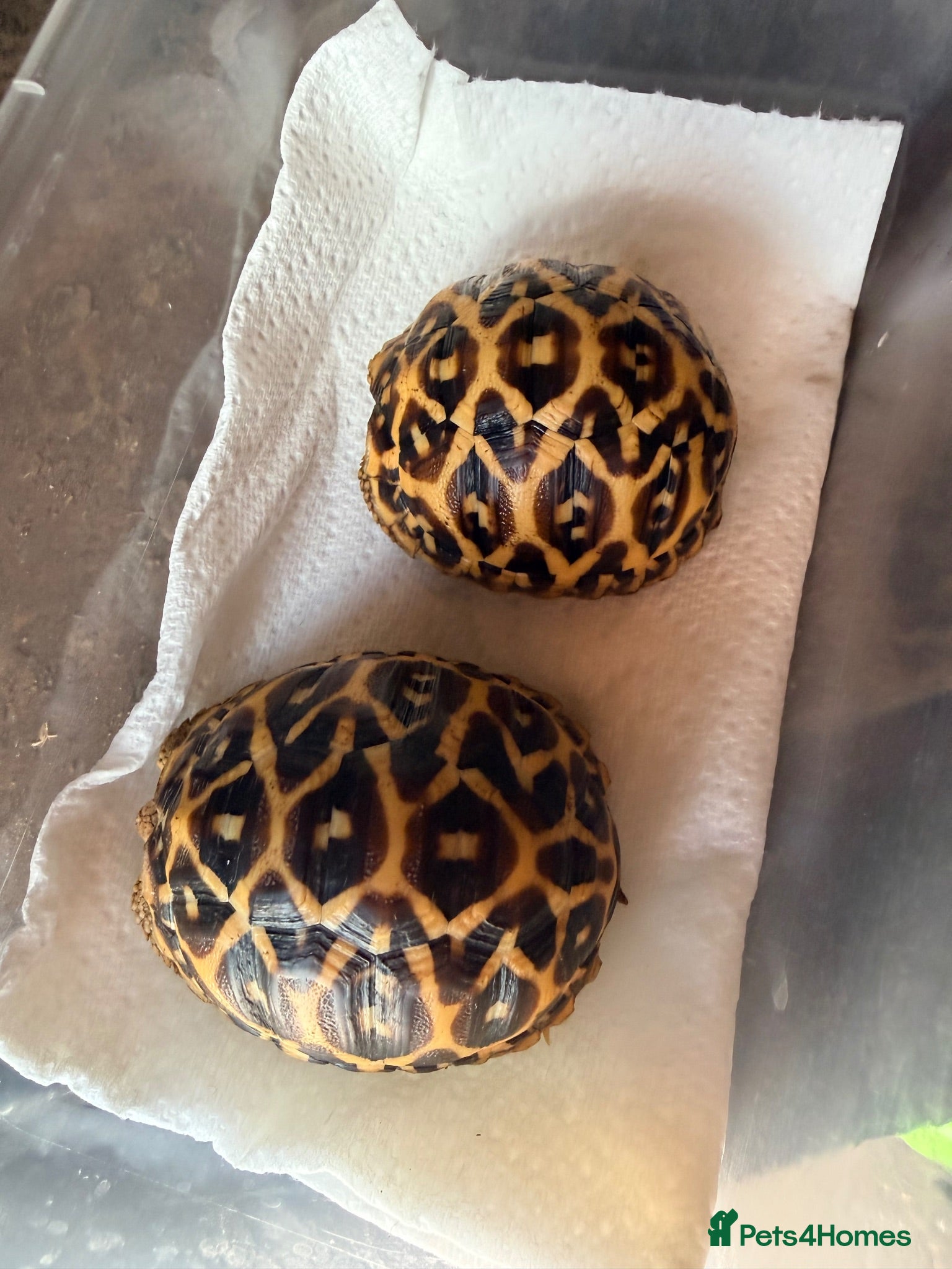 Tortoise reptiles Indian star tortoise  - Advert 18