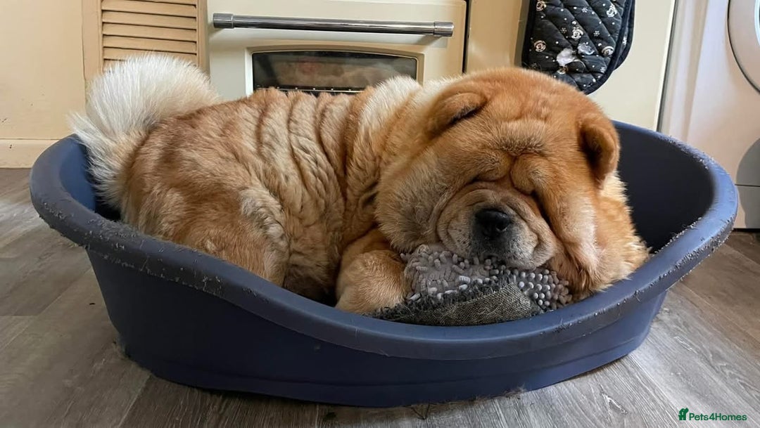 Chow Chow dogs for sale: Stunning smooth chows  - Advert 2