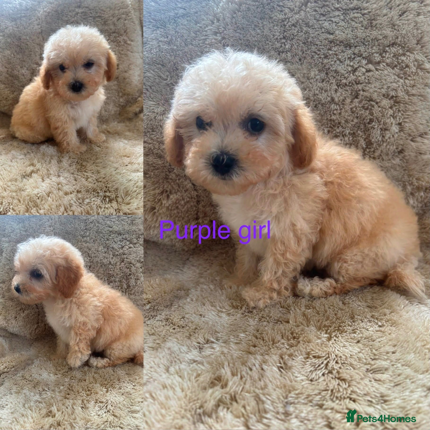 Poochon dogs F1 poochons puppy’s READY NOW - Advert 18