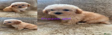 Poochon 2