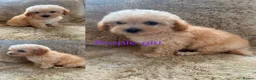 Poochon dogs for sale: F1 poochons puppy’s READY NOW - Advert 1
