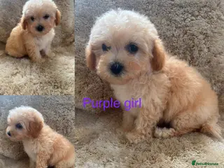 Poochon dogs F1 poochons puppy’s READY NOW - Advert 18