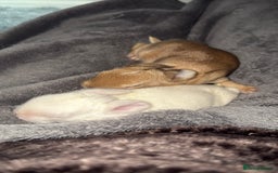 French Lop rabbits for sale: French Lop Bunnies - Image 3