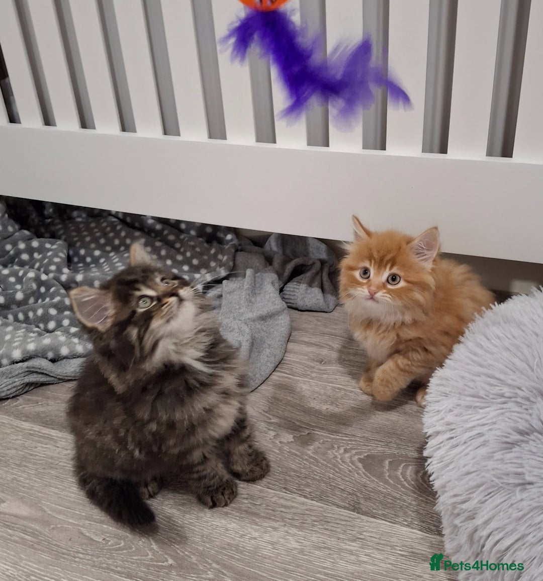 Maine Coon cats for sale: Absolutely Stunning Part Maine Coon Kittens - Advert 19