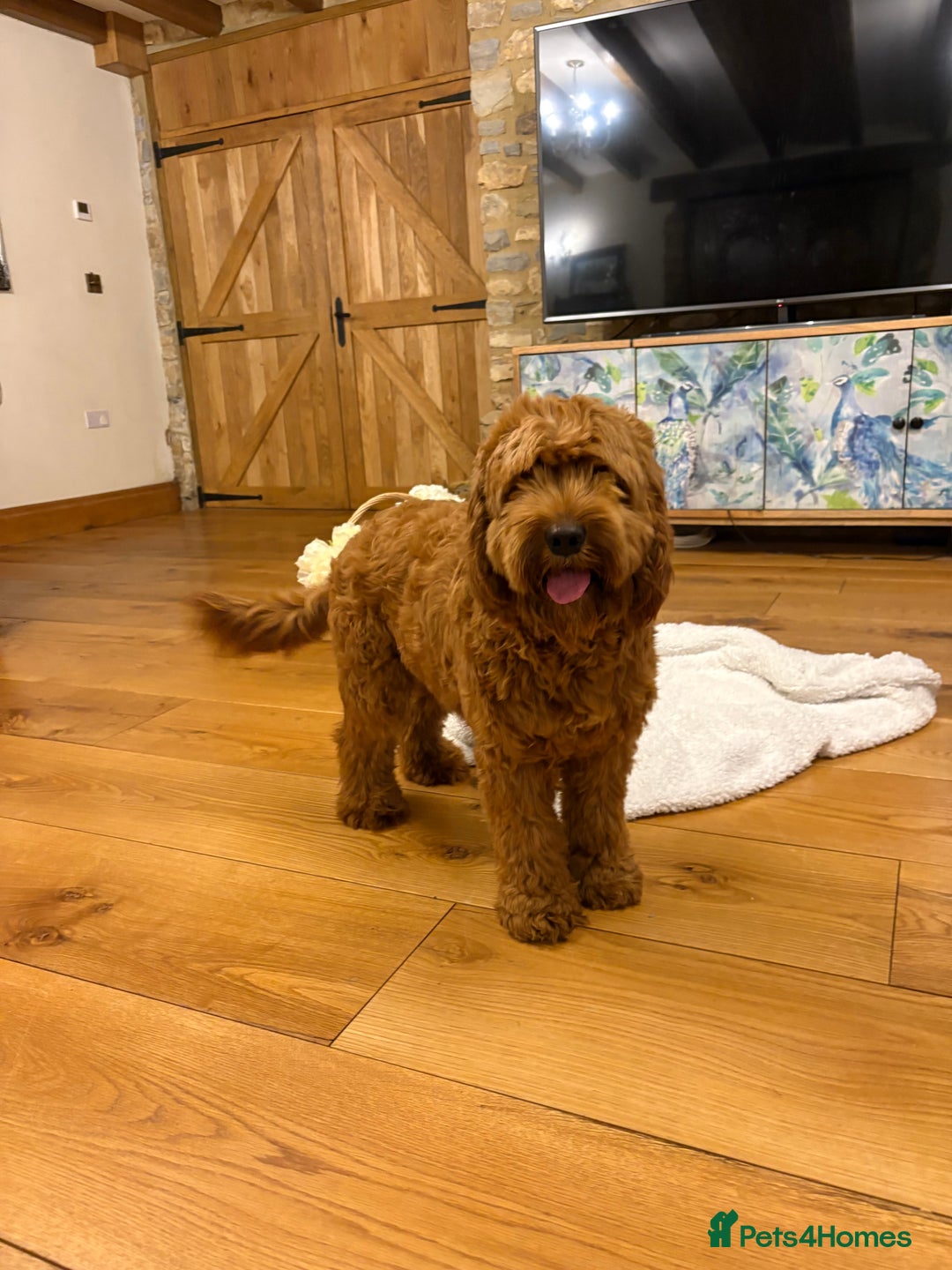 Cockapoo dogs for sale: Cockapoo F1 8month old Boy STUNNING  - Advert 4