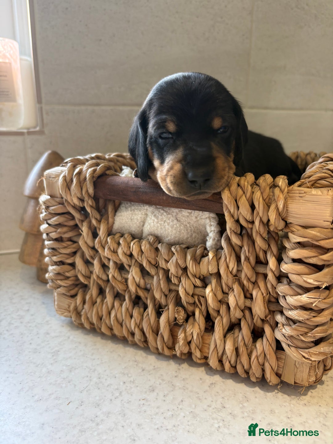 Dachshund dogs for sale: Dachshund puppies - Advert 6