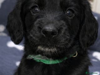 Sprocker dogs Beautiful chunky sprocker spaniel puppies - Advert 5