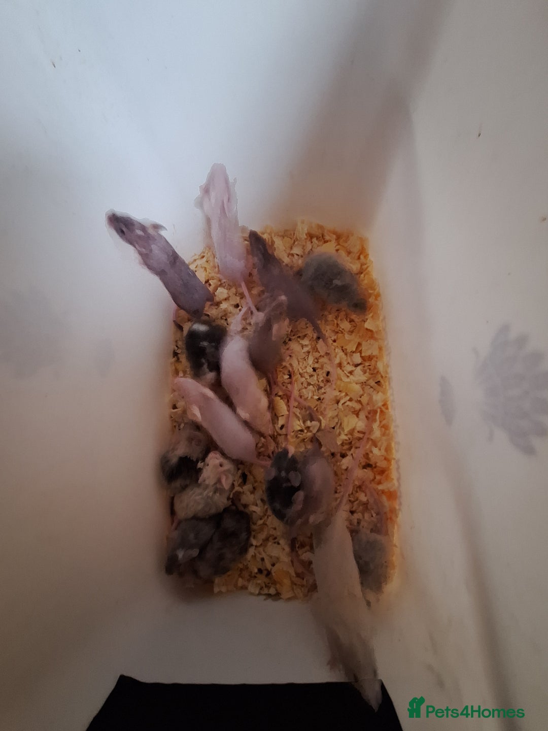 Mouse rodents for sale: Fancy pet mice for sale £8 each  - Advert 12