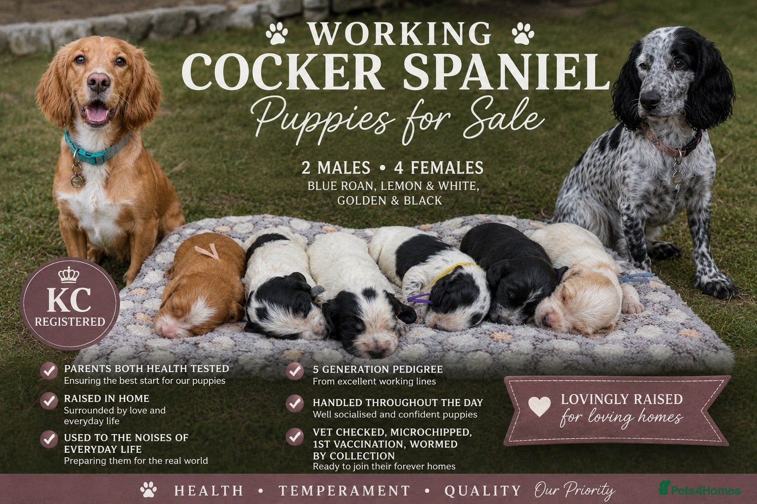 Cocker Spaniel dogs Beautiful Working Cocker Spaniels - Advert 11