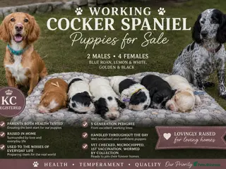 Cocker Spaniel dogs Beautiful Working Cocker Spaniels - Advert 4