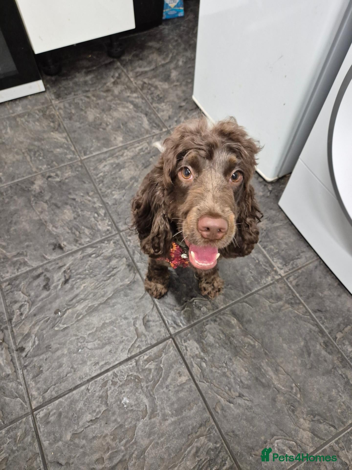 Cocker Spaniel dogs Belle – Show Cocker Spaniel   - Advert 1
