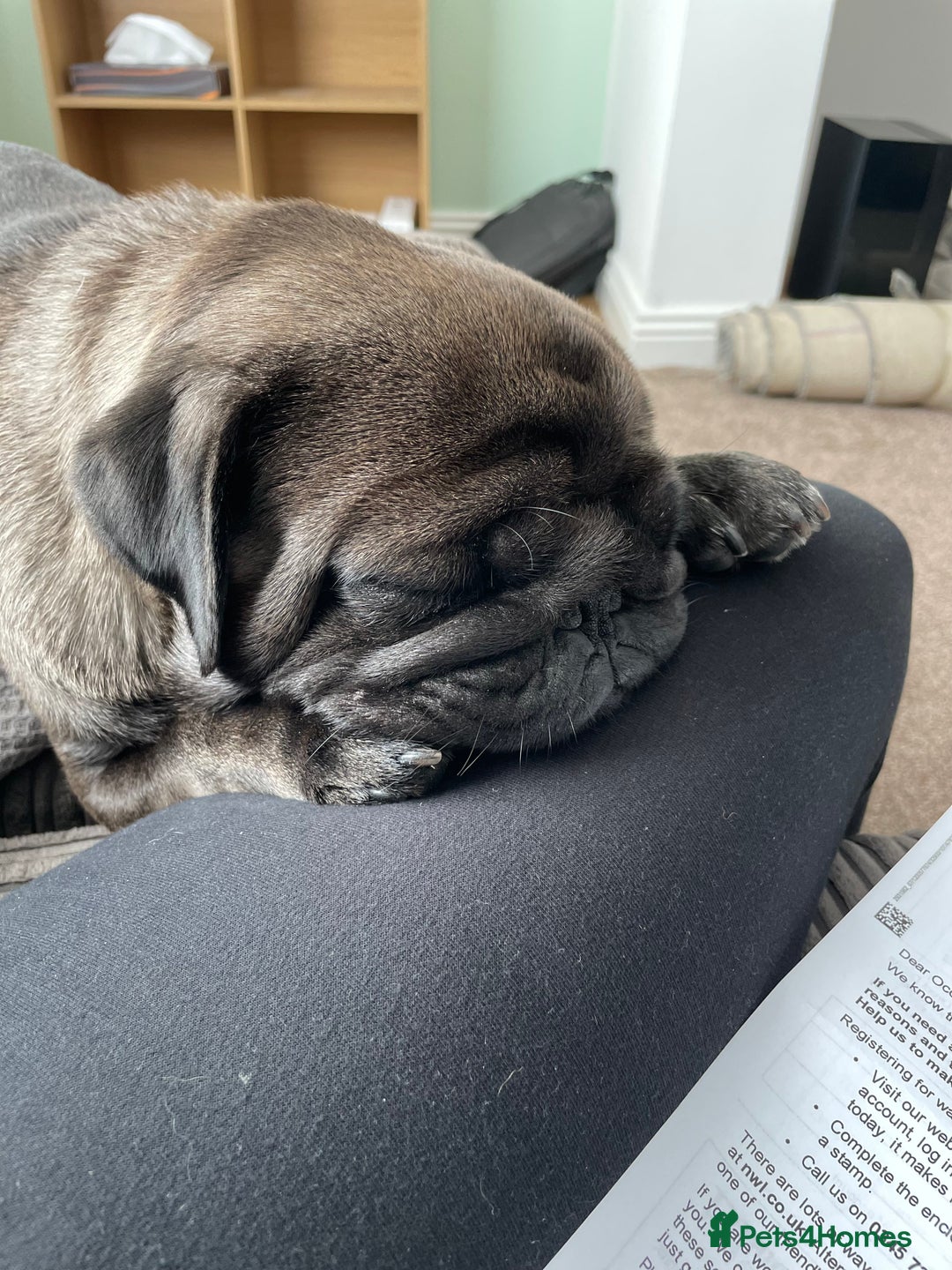 Pug dogs for sale: Platinum Adult Male Pug - Advert 9