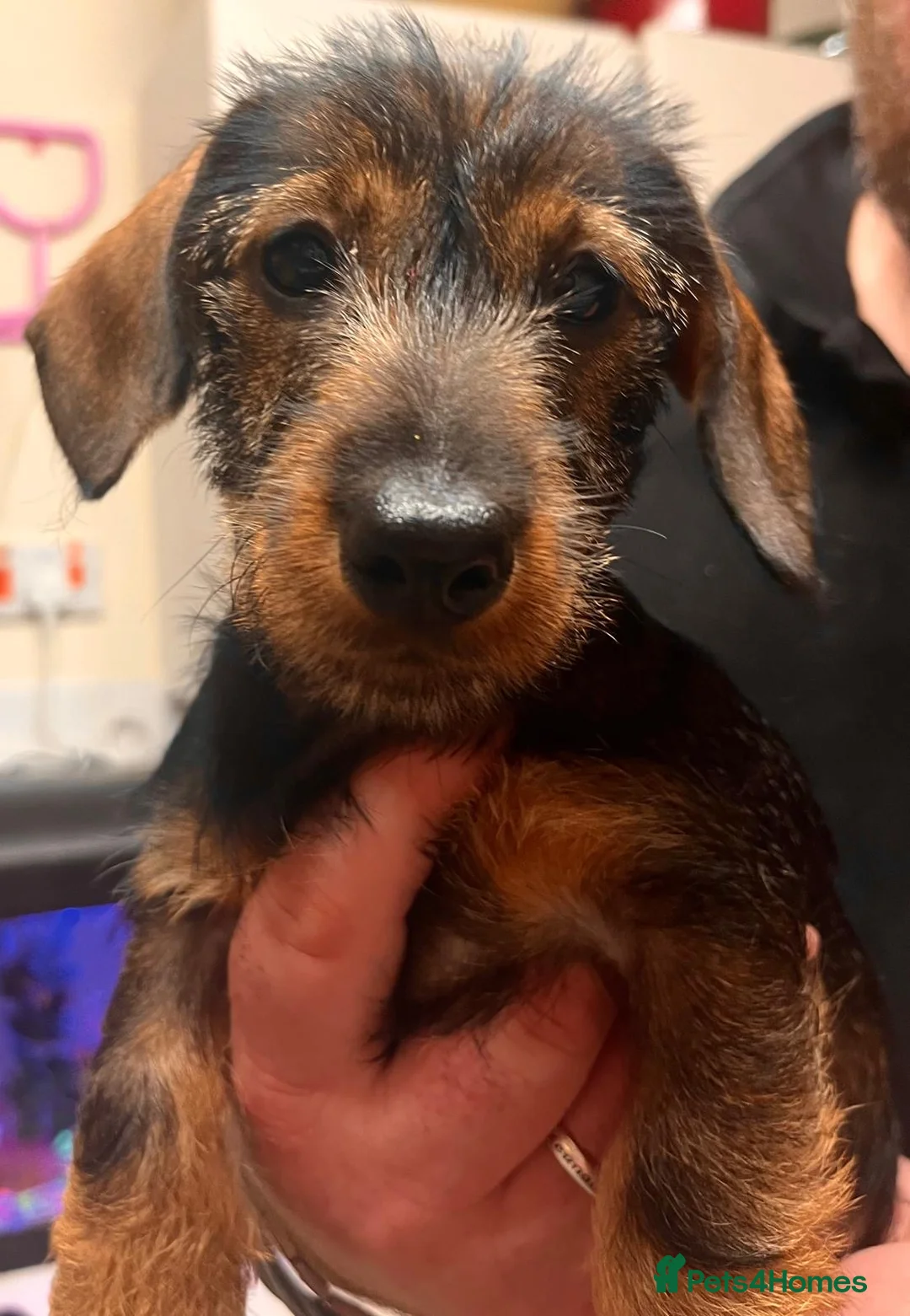 Miniature Dachshund dogs for sale: Show miniature Wirehaired puppies in Worcester - Advert 2