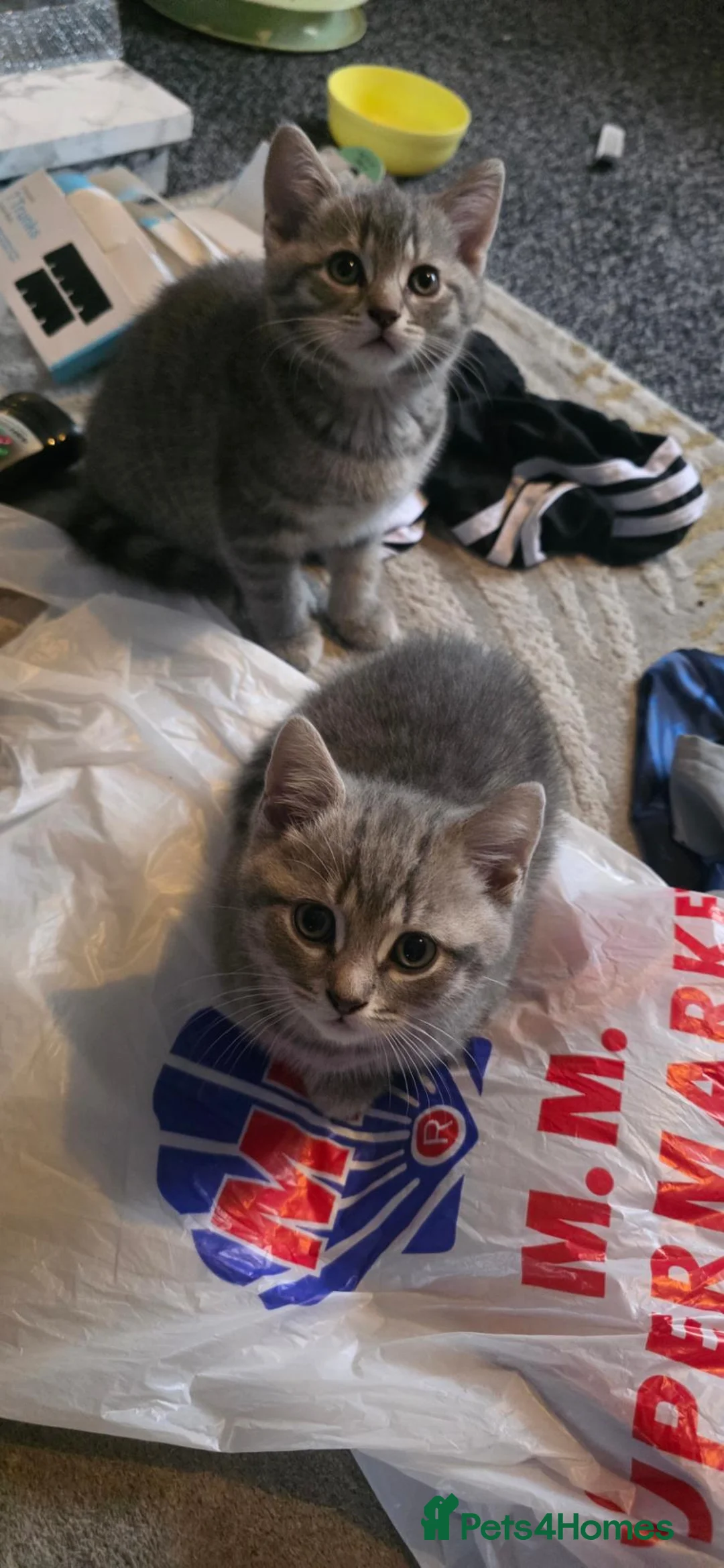 Mixed Breed cats for sale: 2 grey Taby cross british shorthair in Manchester - Advert 1