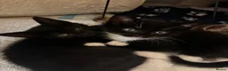 Mixed Breed cats for sale: 3 kittens for sale  - Advert 9