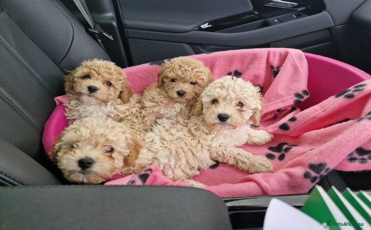 Poochon dogs - Advert 1